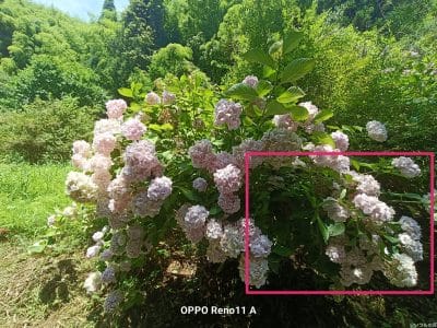 太陽の光をあびるアジサイ | モバイル比較レビュー.jp OPPO Reno13 A カメラ 太陽の光をあびるアジサイ