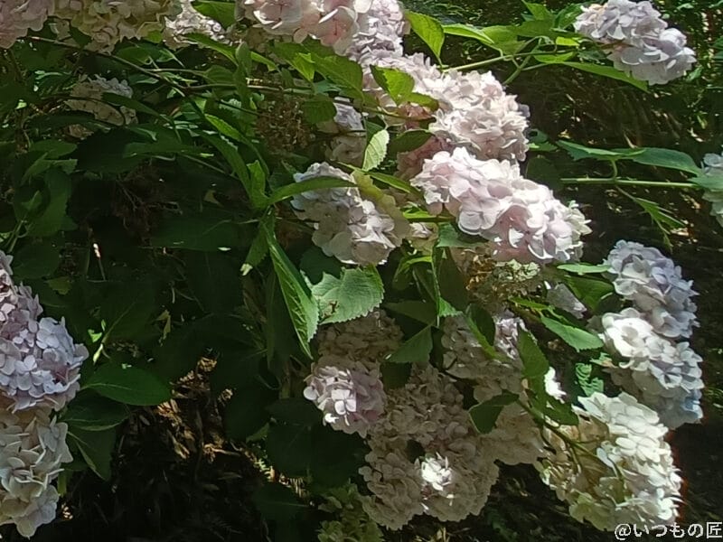 OPPO Reno13 A 太陽の光をあびるアジサイ