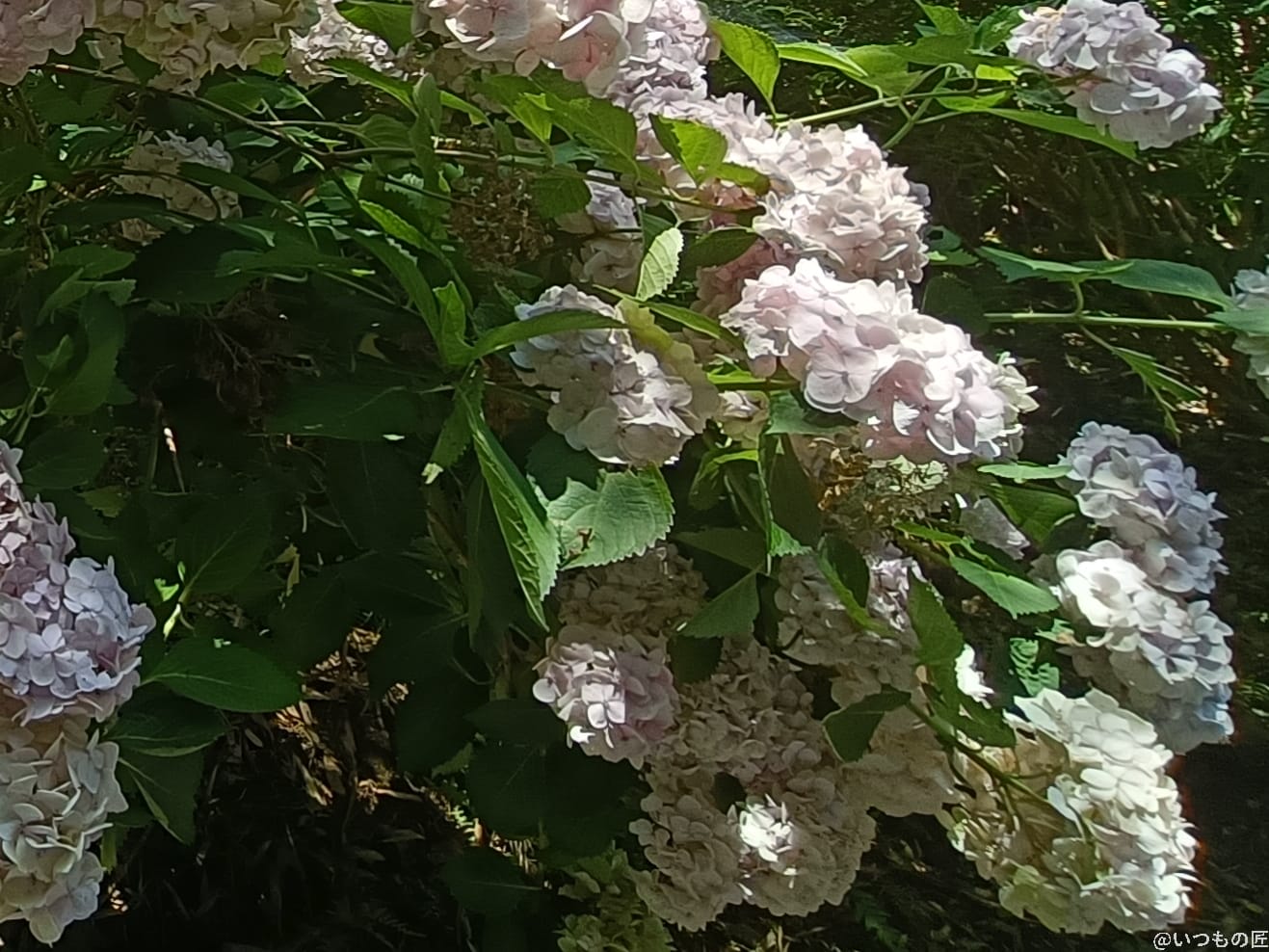 太陽の光をあびるアジサイ | モバイル比較レビュー.jp OPPO Reno13 A 太陽の光をあびるアジサイ