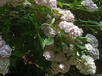 太陽の光をあびるアジサイ | モバイル比較レビュー.jp OPPO Reno13 A 太陽の光をあびるアジサイ