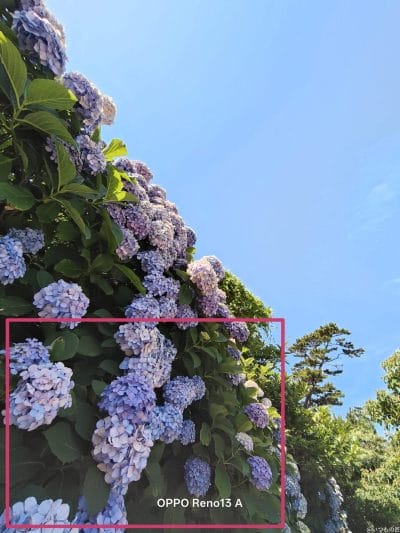 色とりどりのアジサイをとらえた一枚 | モバイル比較レビュー.jp OPPO Reno13 A カメラ 色とりどりのアジサイをとらえた一枚