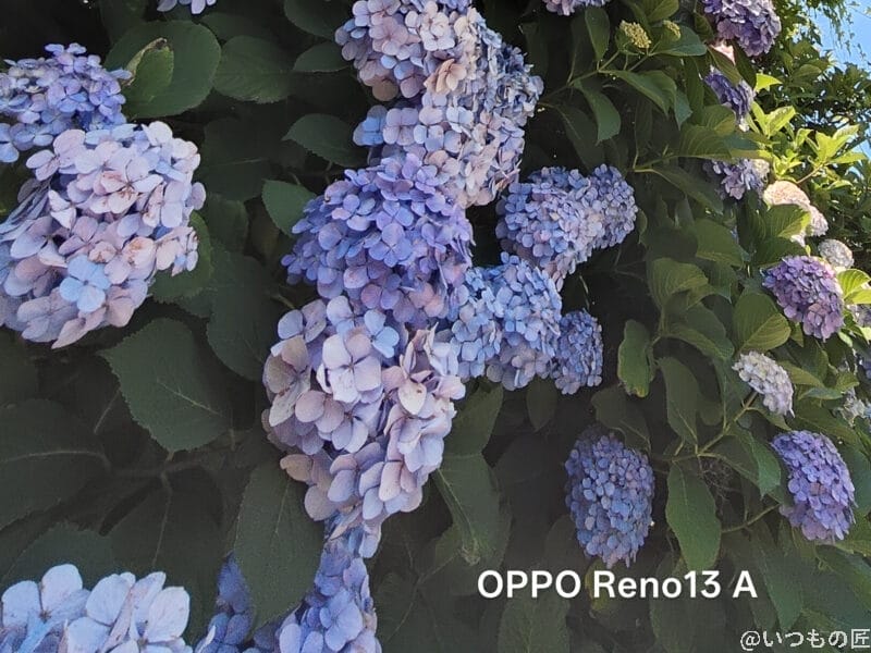 色とりどりのアジサイをとらえた一枚 | モバイル比較レビュー.jp OPPO Reno13 A カメラ 色とりどりのアジサイをとらえた一枚