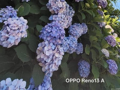 色とりどりのアジサイをとらえた一枚 | モバイル比較レビュー.jp OPPO Reno13 A カメラ 色とりどりのアジサイをとらえた一枚