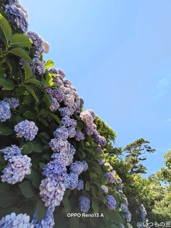 OPPO Reno13 A カメラ 色とりどりのアジサイをとらえた一枚