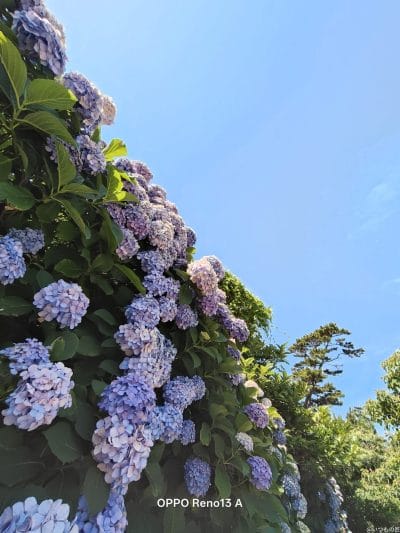 色とりどりのアジサイをとらえた一枚 | モバイル比較レビュー.jp OPPO Reno13 A カメラ 色とりどりのアジサイをとらえた一枚