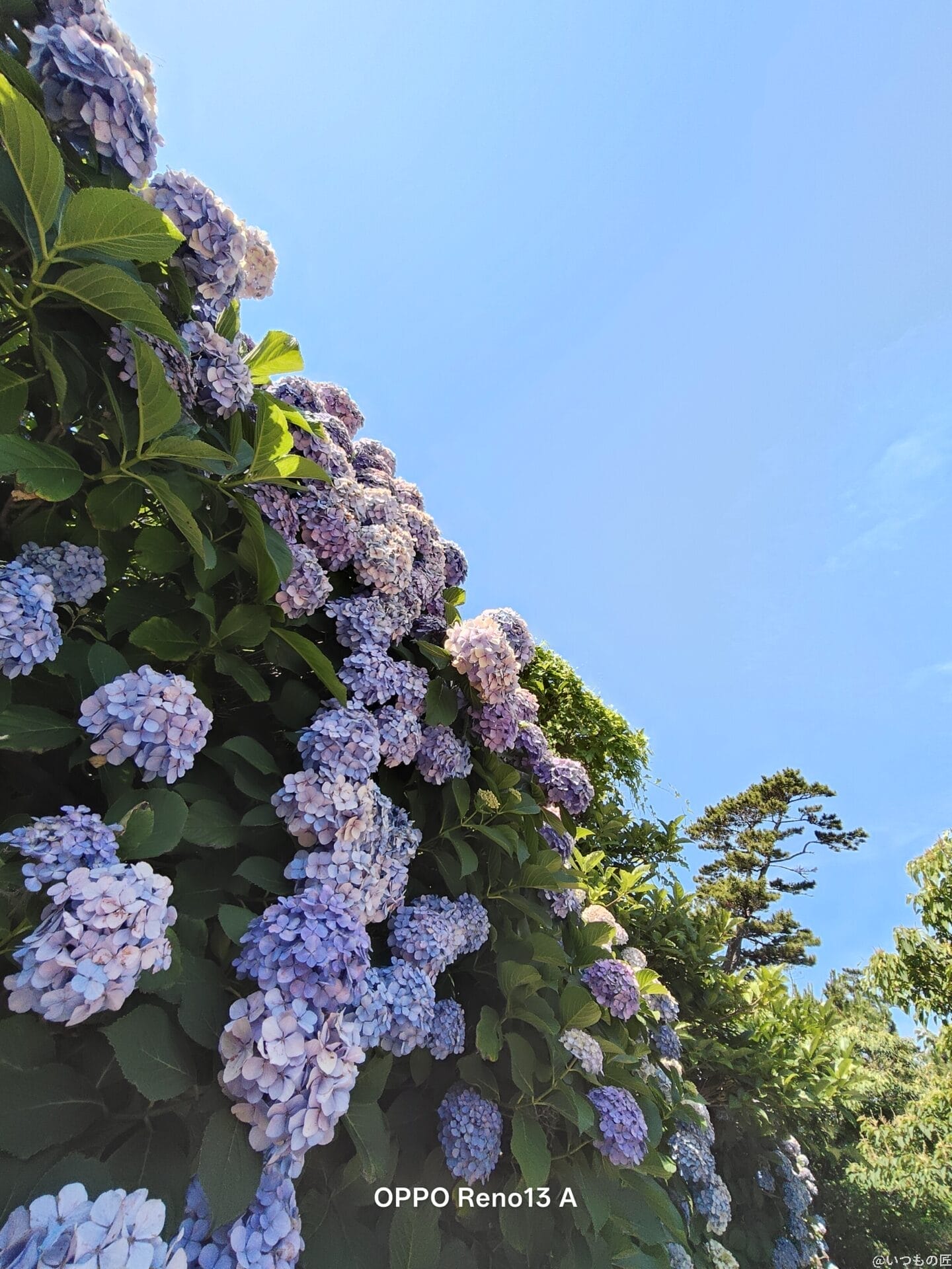 OPPO Reno13 A カメラ 色とりどりのアジサイをとらえた一枚