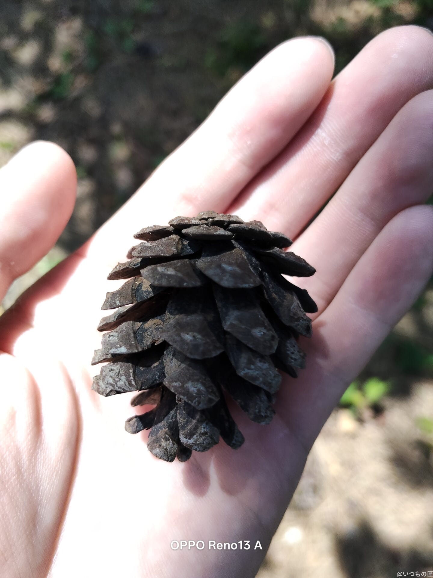 松ぼっくりを接写撮影した写真 | モバイル比較レビュー.jp OPPO Reno13 A カメラ 松ぼっくりを接写撮影した写真