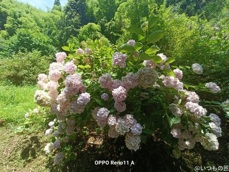 太陽の光をあびるアジサイ | モバイル比較レビュー.jp OPPO Reno13 A 太陽の光をあびるアジサイ