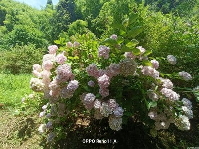 太陽の光をあびるアジサイ | モバイル比較レビュー.jp OPPO Reno13 A 太陽の光をあびるアジサイ