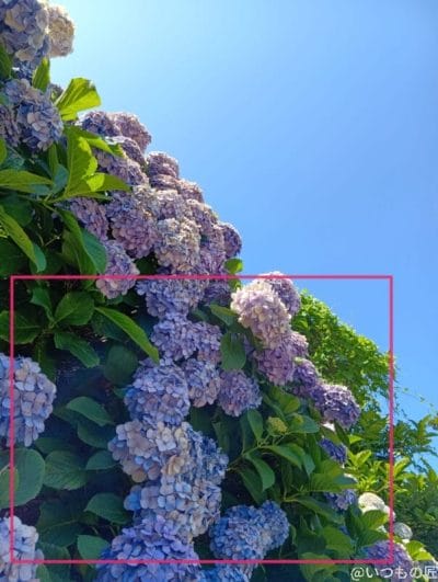 晴天下の紫陽花 | モバイル比較レビュー.jp AQUOS wish5 カメラ 晴天下の紫陽花