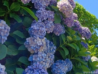 晴天下の紫陽花 | モバイル比較レビュー.jp AQUOS wish5 カメラ 晴天下の紫陽花