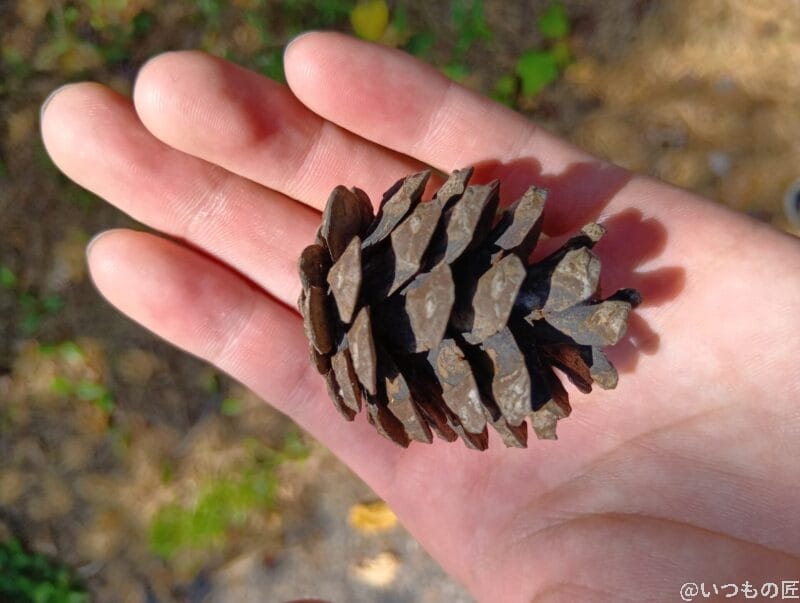 手のひらの松ぼっくり | モバイル比較レビュー.jp AQUOS wish5 カメラ 手のひらの松ぼっくり