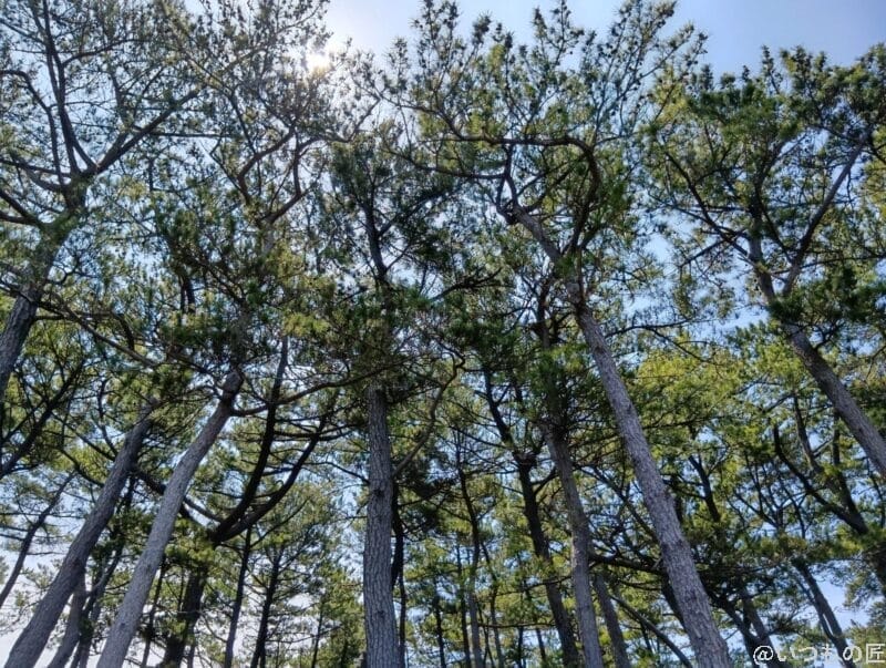 空に向かって伸びる木々 | モバイル比較レビュー.jp AQUOS wish5 カメラ 空に向かって伸びる木々