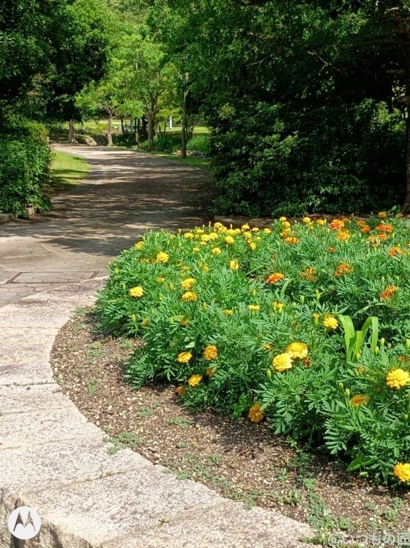 通路沿いに咲く花 | モバイル比較レビュー.jp moto g66y 5G カメラ 通路沿いに咲く花