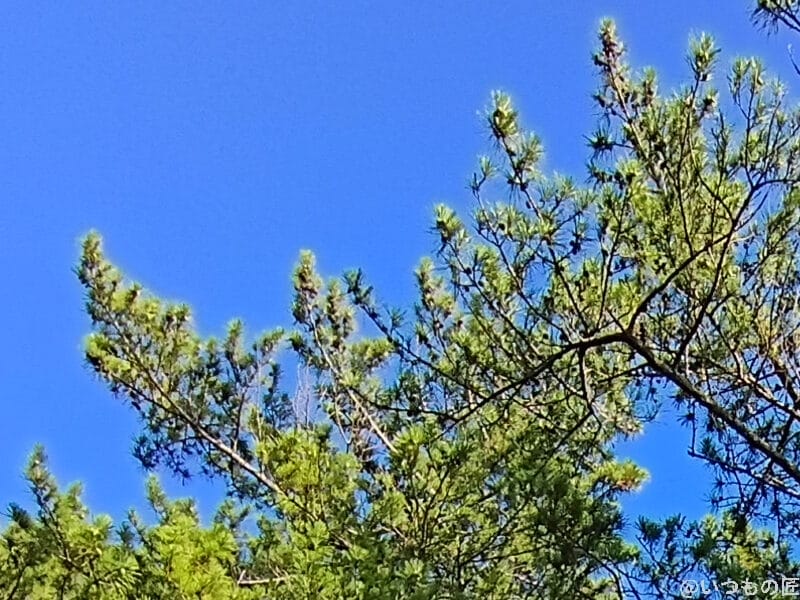 青空に向かって伸びる木々 | モバイル比較レビュー.jp moto g66y 5G カメラ 青空に向かって伸びる木々