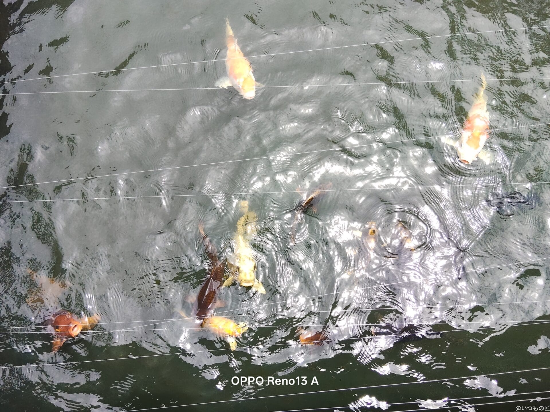 moto g66y 5G カメラ
いけすの中の魚