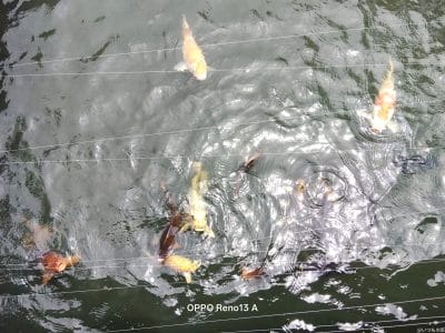 いけすの中の魚 | モバイル比較レビュー.jp moto g66y 5G カメラ いけすの中の魚