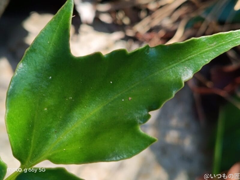 葉っぱの葉脈 | モバイル比較レビュー.jp moto g66y 5G カメラ 葉っぱの葉脈