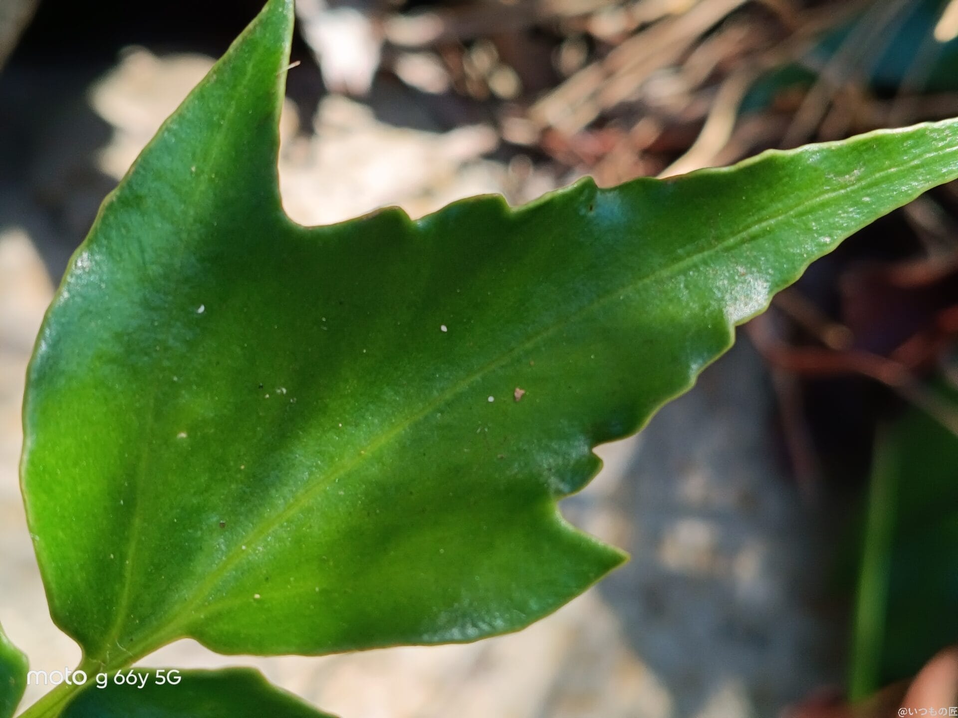 moto g66y 5G カメラ
葉っぱの葉脈
