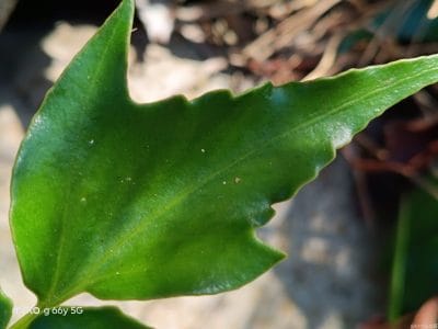 葉っぱの葉脈 | モバイル比較レビュー.jp moto g66y 5G カメラ 葉っぱの葉脈