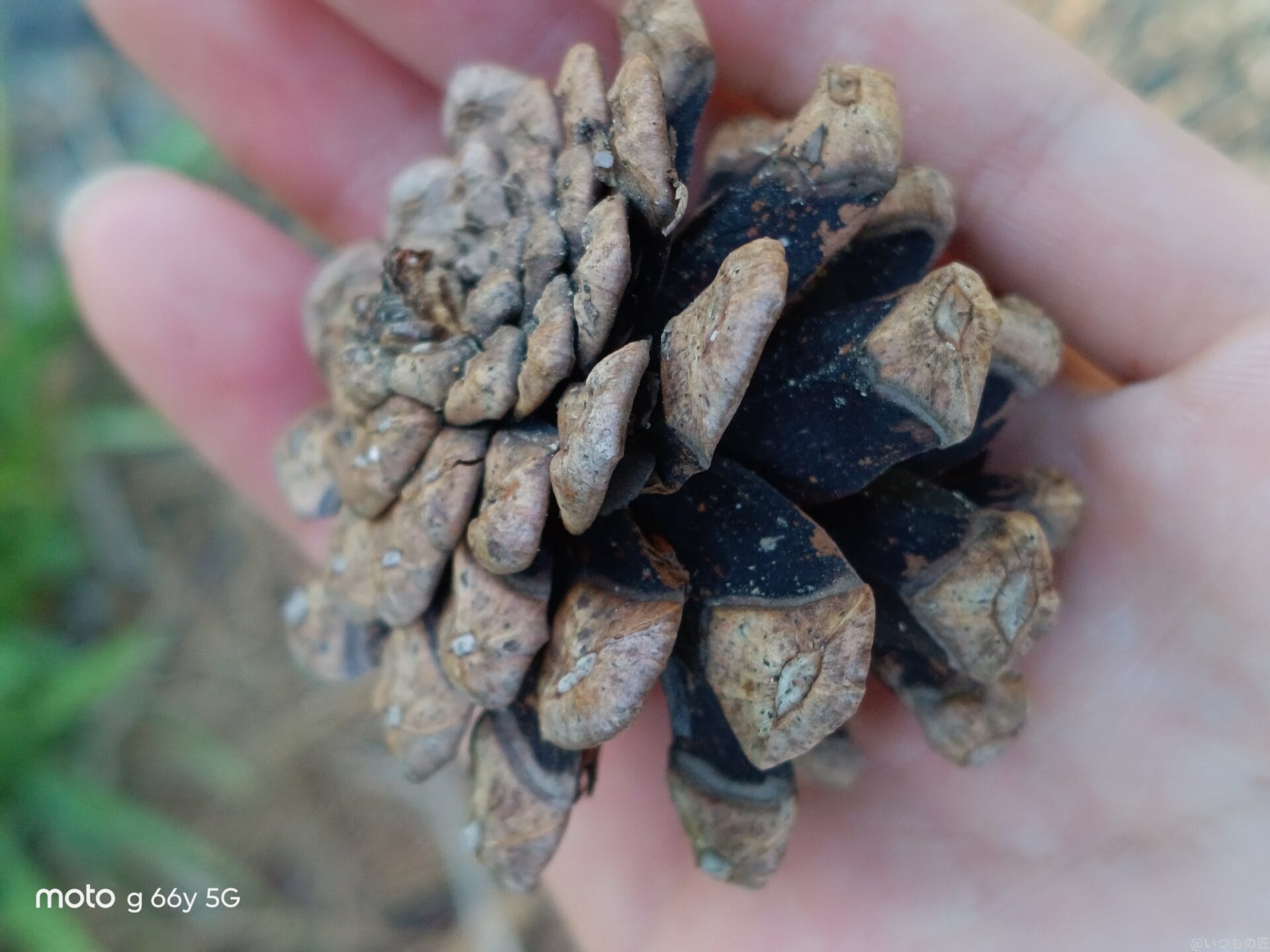 moto g66y 5G カメラ
手のひらの上の松ぼっくり
