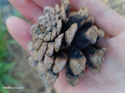 手のひらの上の松ぼっくり | モバイル比較レビュー.jp moto g66y 5G カメラ 手のひらの上の松ぼっくり