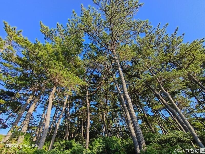 空に向かって伸びる木々 | モバイル比較レビュー.jp moto g66y 5G カメラ 空に向かって伸びる木々