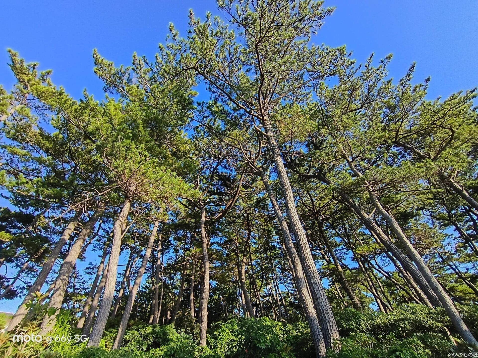 moto g66y 5G カメラ
空に向かって伸びる木々