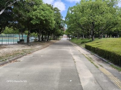 緑の木が立ち並ぶ道 | モバイル比較レビュー.jp OPPO Reno14 5G カメラ 緑の木が立ち並ぶ道