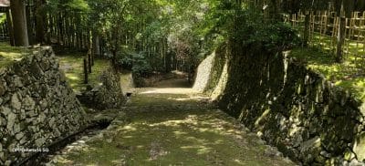 日の当たる並木道 | モバイル比較レビュー.jp OPPO Reno14 5G カメラ 日の当たる並木道