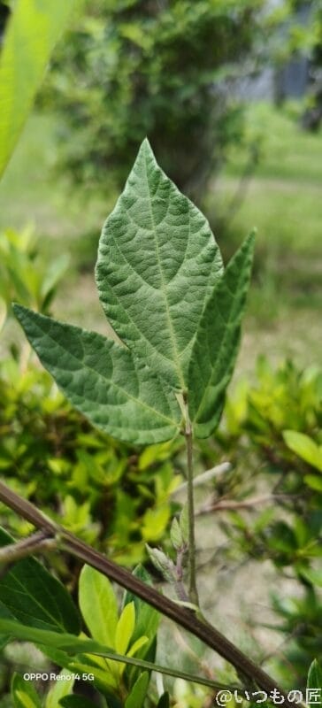 OPPO Reno14 5G カメラ 小さな葉の葉脈