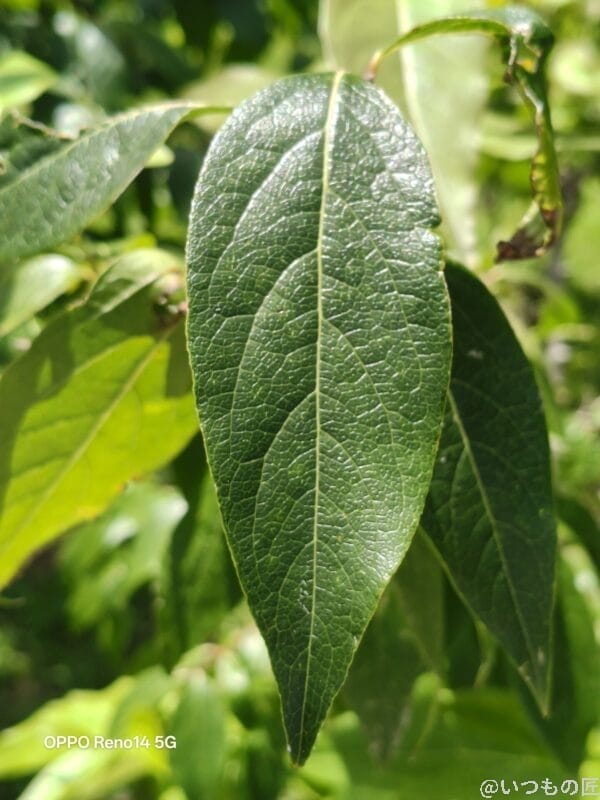 OPPO Reno14 5G カメラ 小さな葉の葉脈