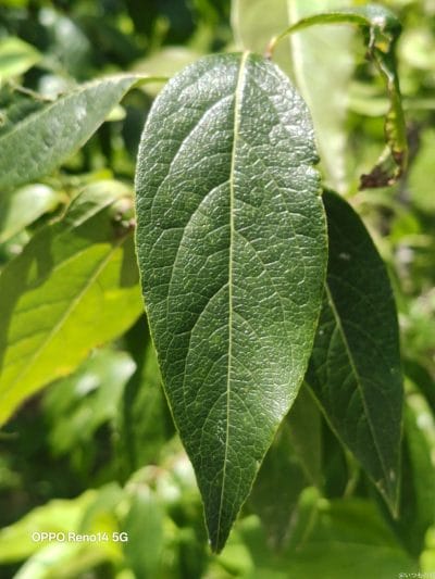 小さな葉の葉脈 | モバイル比較レビュー.jp OPPO Reno14 5G カメラ 小さな葉の葉脈