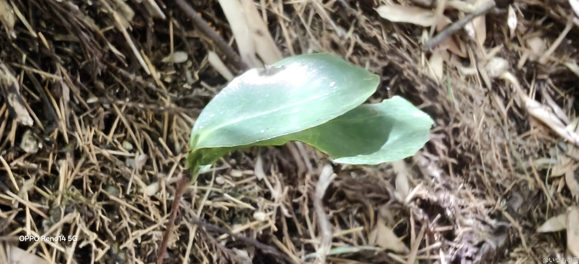 OPPO Reno14 5G カメラ マクロ撮影で小さな緑の葉を接写した様子