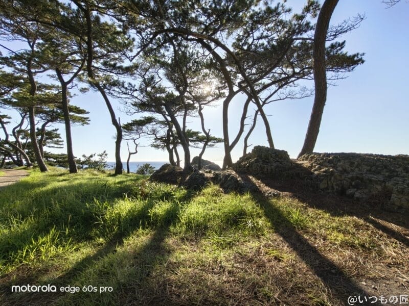 晴天下の木々の様子 | モバイル比較レビュー.jp motorola edge 60s pro カメラ 晴天下の木々の様子