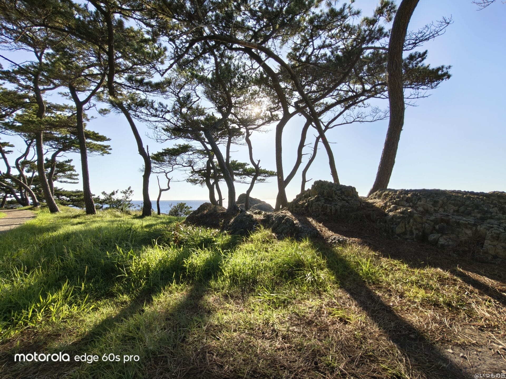 motorola edge 60s pro カメラ
晴天下の木々の様子
