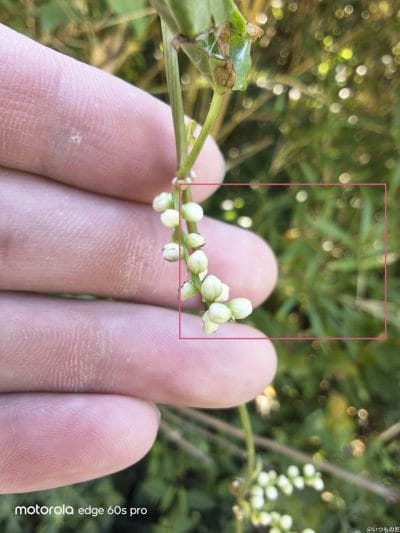 白くて小さな草花 | モバイル比較レビュー.jp motorola edge 60s pro カメラ 白くて小さな草花
