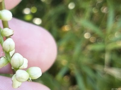 白くて小さな草花 | モバイル比較レビュー.jp motorola edge 60s pro カメラ 白くて小さな草花