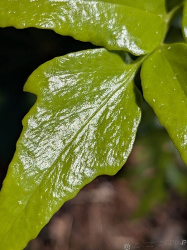 みずみずしい葉っぱをマクロ撮影した写真 | モバイル比較レビュー.jp Google Pixel 9a レビュー みずみずしい葉っぱをマクロ撮影した写真