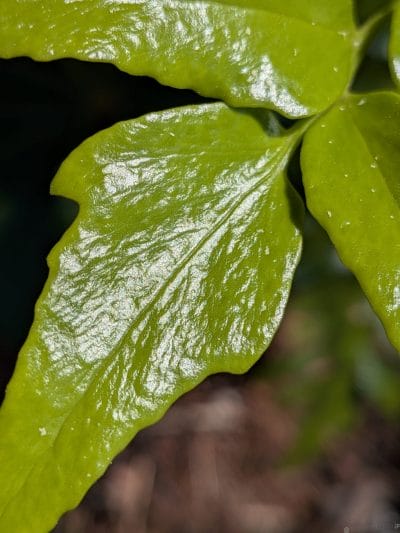 みずみずしい葉っぱをマクロ撮影した写真 | モバイル比較レビュー.jp Google Pixel 9a レビュー みずみずしい葉っぱをマクロ撮影した写真