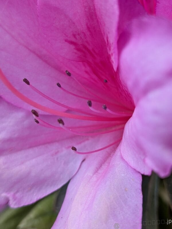 ピンクの花をマクロ撮影した一枚 | モバイル比較レビュー.jp Google Pixel 9a レビュー ピンクの花をマクロ撮影した一枚