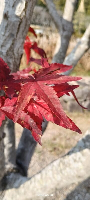 OPPO A5 5G カメラ OPPO A5 5G カメラで撮影したマクロ写真