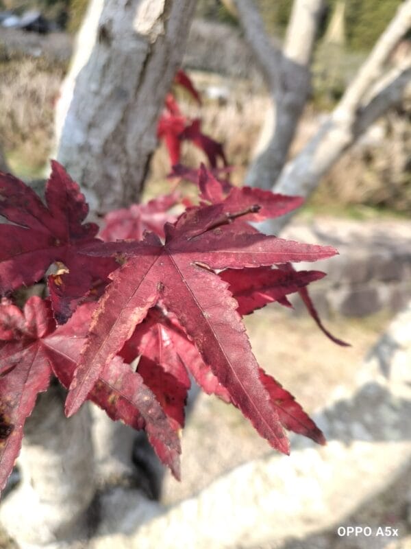 OPPO A5x カメラ OPPO A5x カメラで撮影したマクロ写真