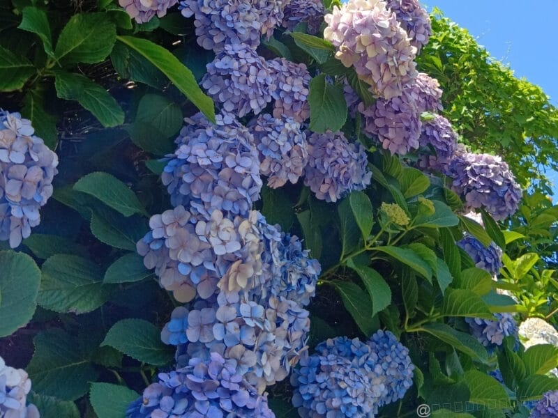 AQUOS wish5 レビュー 青空の下に咲く紫陽花を捉えた一枚