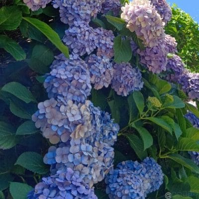 AQUOS wish5 レビュー 青空の下に咲く紫陽花を捉えた一枚