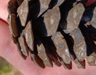 手のひらの松ぼっくりを撮影した一枚 | モバイル比較レビュー.jp AQUOS wish5 レビュー 手のひらの松ぼっくりを撮影した一枚