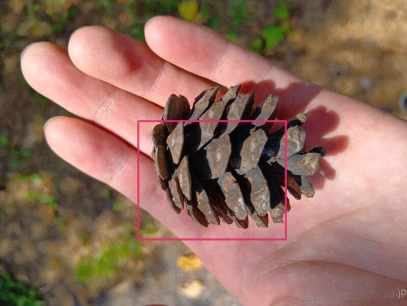 AQUOS wish5 レビュー
手のひらの松ぼっくりを撮影