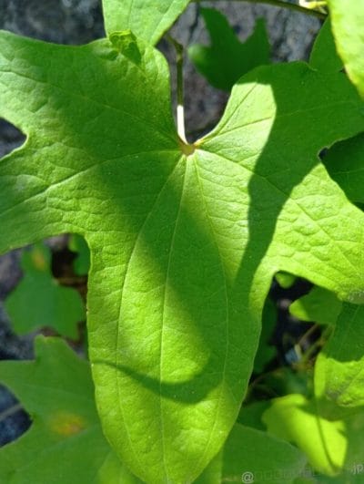 緑の葉の葉脈を接写した写真 | モバイル比較レビュー.jp AQUOS wish5 レビュー 緑の葉の葉脈を接写した写真