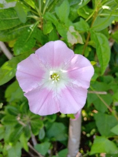 薄ピンクの小さな花をマクロ撮影した一枚 | モバイル比較レビュー.jp AQUOS wish5 レビュー 薄ピンクの小さな花をマクロ撮影した一枚