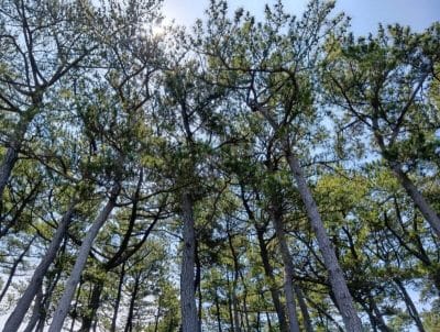 空に向かって真っ直ぐに伸びる木々 | モバイル比較レビュー.jp AQUOS wish5 レビュー 空に向かって真っ直ぐに伸びる木々